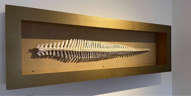 Columna vertebral de delfín en marco dorado