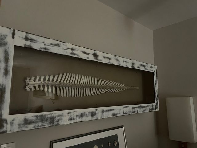 Columna vertebral de delfín en marco dorado