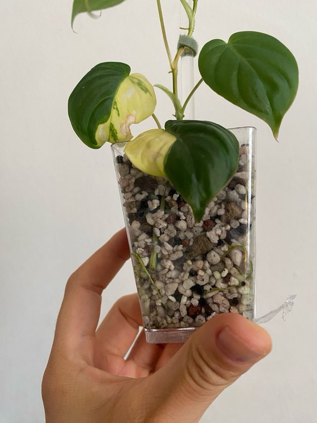 Philodendron Micans Variegatai n.6