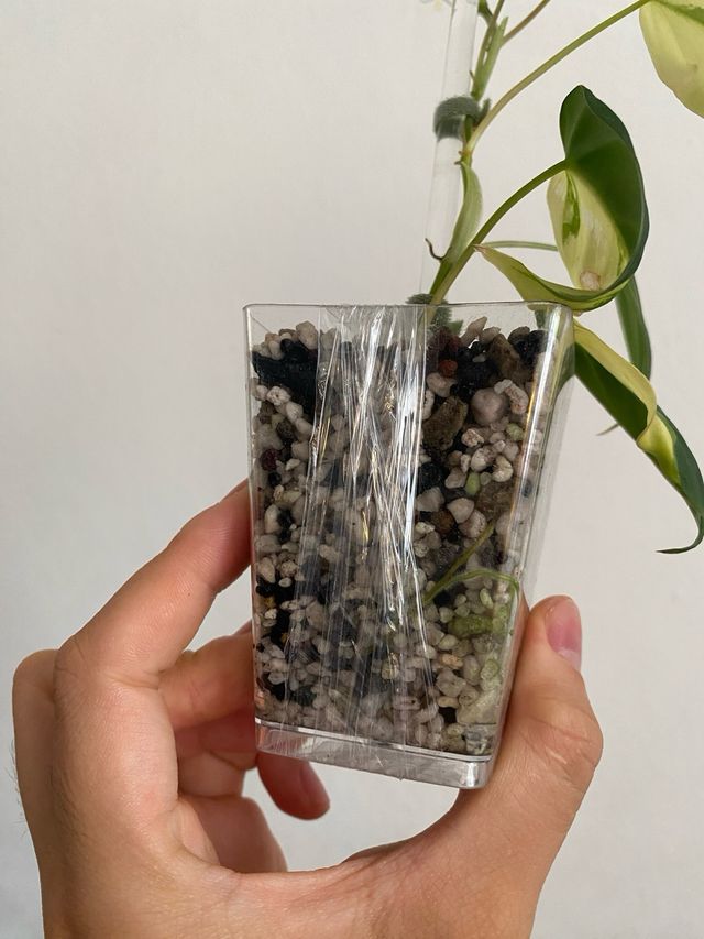 Philodendron Micans Variegatai n.6