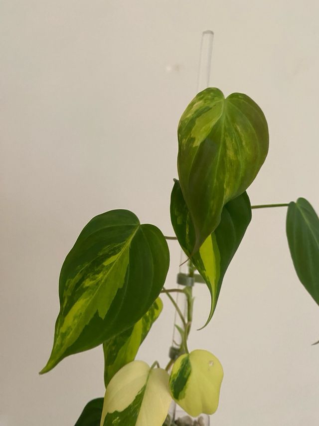Philodendron Micans Variegatai n.6