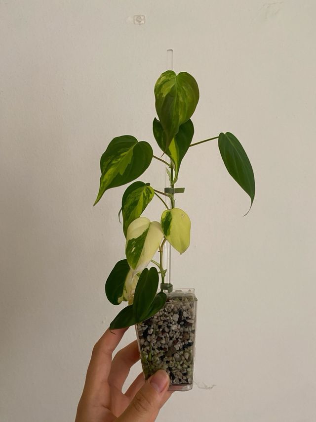 Philodendron Micans Variegatai n.6