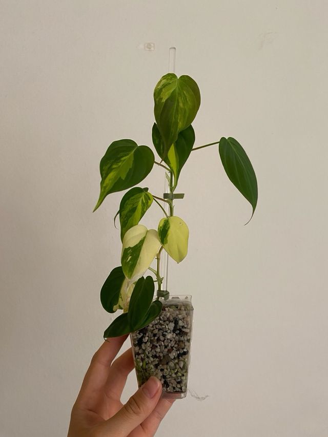 Philodendron Micans Variegatai n.6