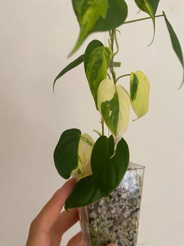 Philodendron Micans Variegatai n.6