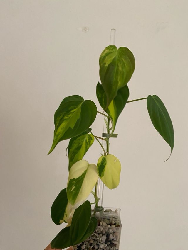 Philodendron Micans Variegatai n.6