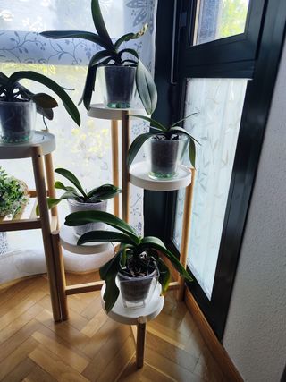Estante madera plantas - blanco & marrón