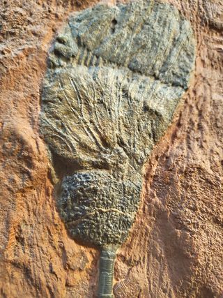 Fósil de Crinoides