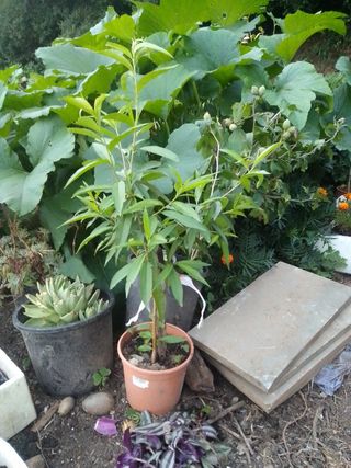 Pack huerto urbano: plantas