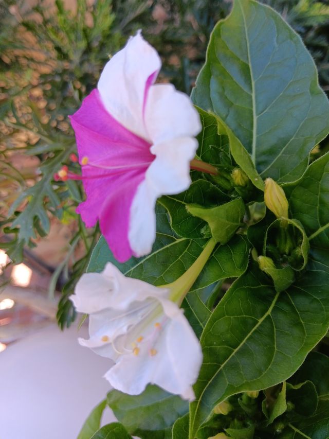 60 semi, meravigliosi e particolari belli di notte