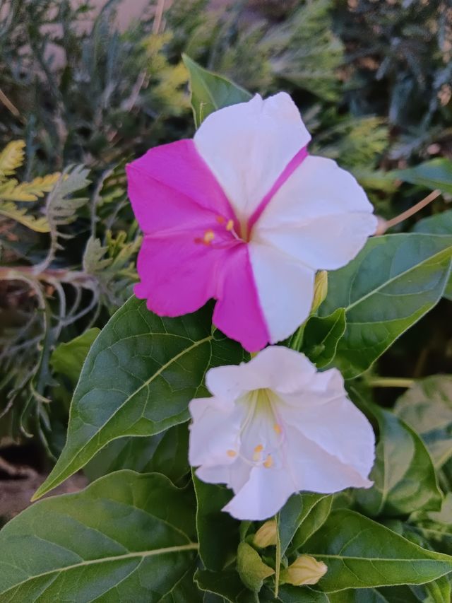 60 semi, meravigliosi e particolari belli di notte