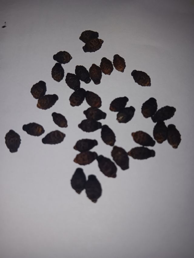 60 semi, meravigliosi e particolari belli di notte