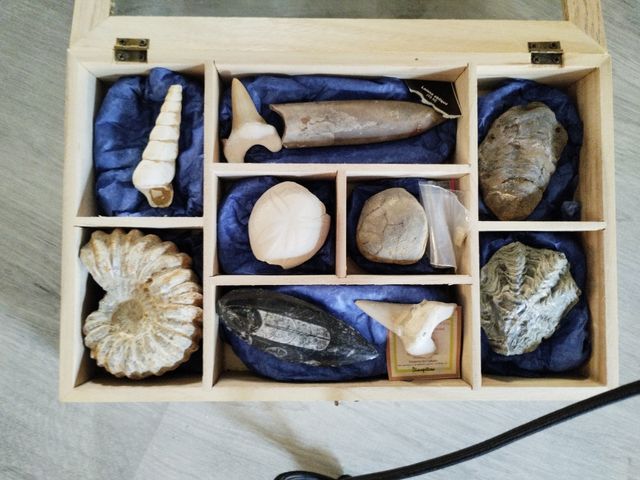 Fósiles auténticos - DinoPetrea