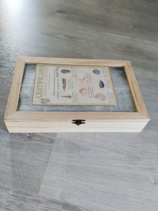 Fósiles auténticos - DinoPetrea