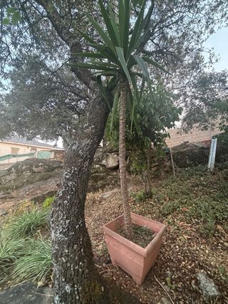 Yuca en maceta - Planta grande 90cm