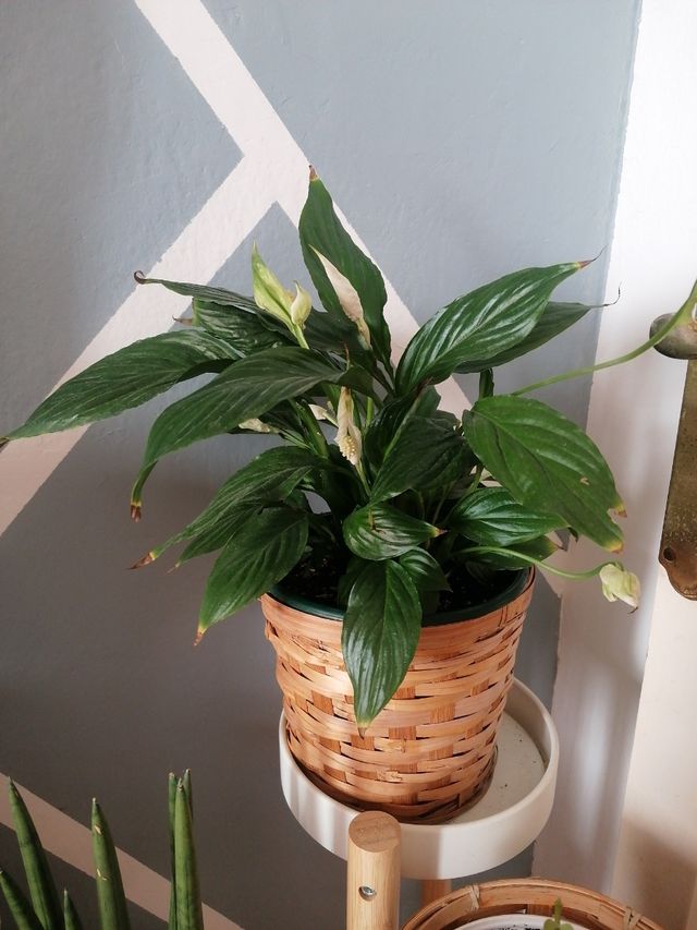 Cuna moisés natural