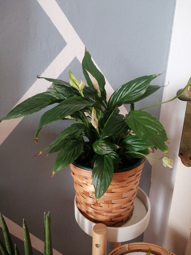 Cuna moisés natural