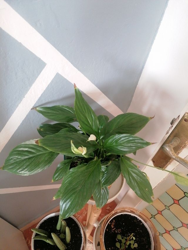 Cuna moisés natural