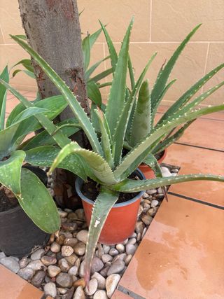 Aloe vera planta