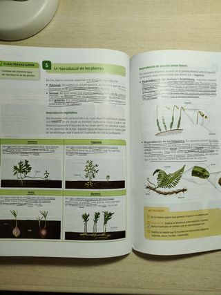 Biologia i Geologia 1 ESO, Santillana 