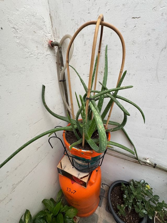 Aloe vera grande - maceta