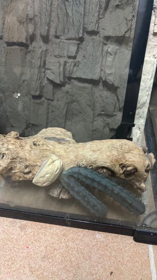 Terrario de cristal con luces y accesorios