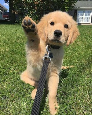 Cuidado de perros en Zaragoza