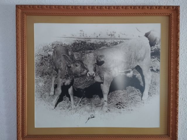 Lote 12 Cuadros Tauromaquia M.Prados