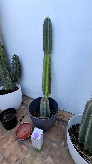 Cactus Cardon Hecho grandes