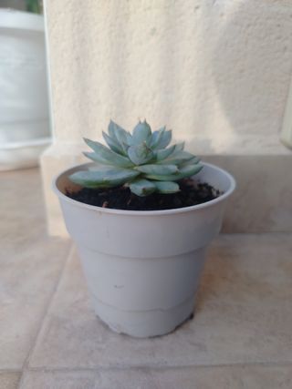 Planta Suculenta 