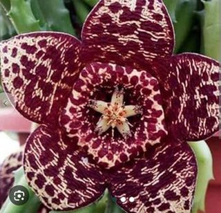 Talea Orbea Stapelia variegata