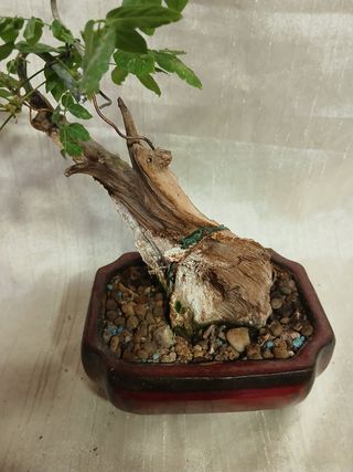 Bonsái tanuki de Wisteria  de 26cm.