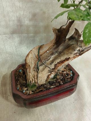 Bonsái tanuki de Wisteria  de 26cm.