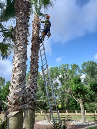 Desbroce parcelas - Poda jardines