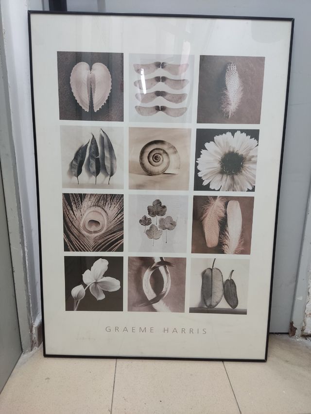 Cuadro Graeme Harris - Naturaleza