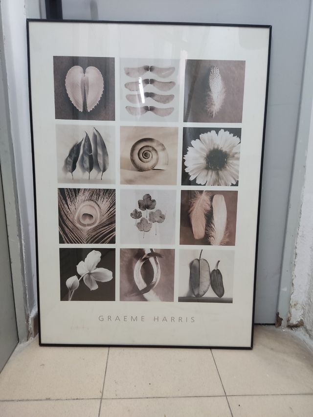 Cuadro Graeme Harris - Naturaleza