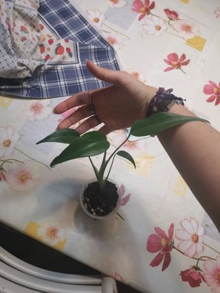 Pianta Monstera Burle Marx