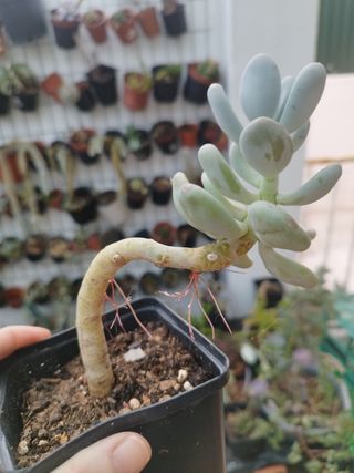 Suculenta Pachyphytum Oviferum Tsukibijin