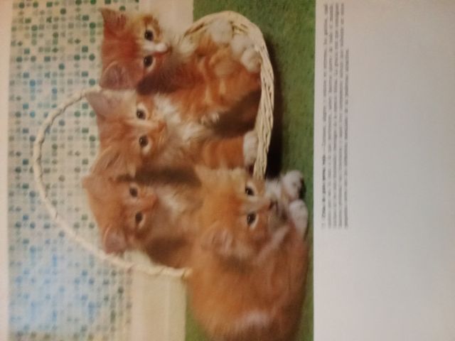 Libro Los Gatos - Editorial Teide