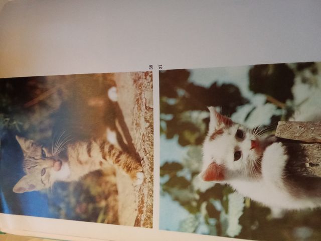 Libro Los Gatos - Editorial Teide