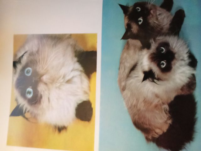 Libro Los Gatos - Editorial Teide