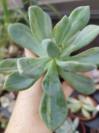 Suculenta Pachyveria Pachyptera Variegata ✨Coleção