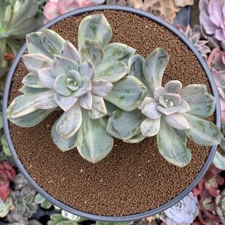 Suculenta Pachyveria Pachyptera Variegata ✨Coleção