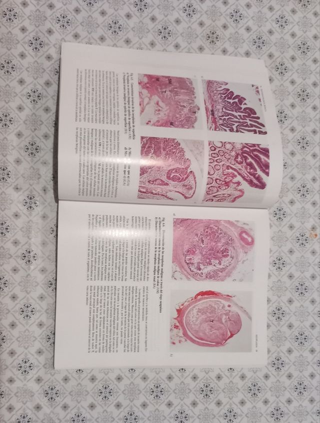 Histopatología Básica