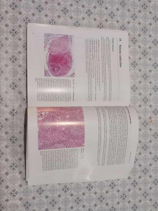 Histopatología Básica