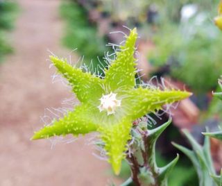 Orbea Dummeri - Flor Estrela