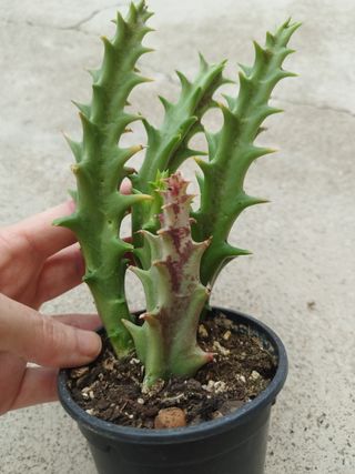 Orbea Dummeri - Flor Estrela