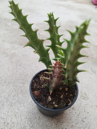 Orbea Dummeri - Flor Estrela