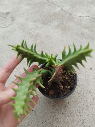 Orbea Dummeri - Flor Estrela