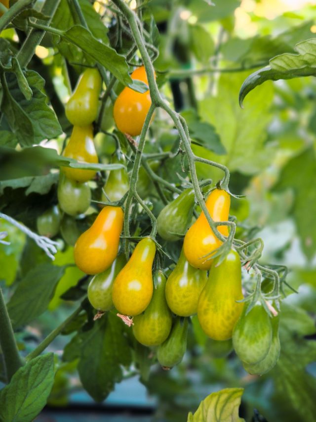 Semillas Cherry Delicatessen