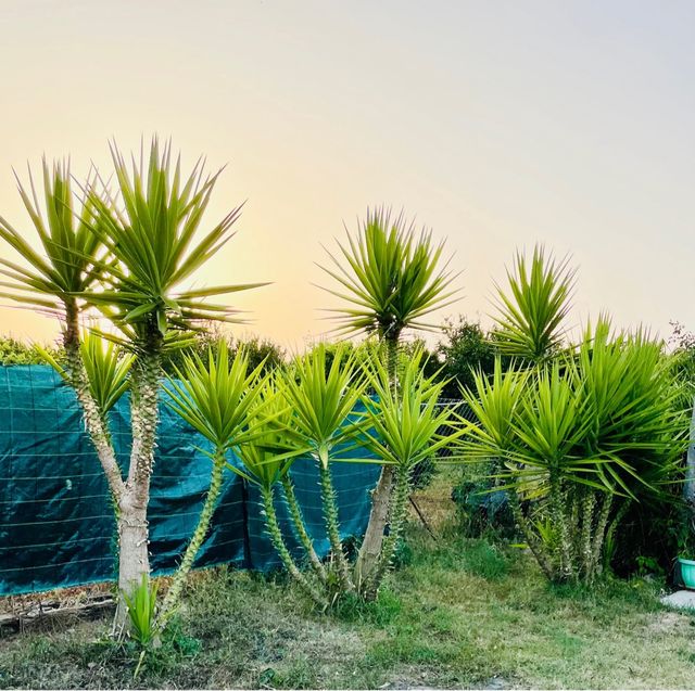 6 Yucca Gigantea - Piante esotiche